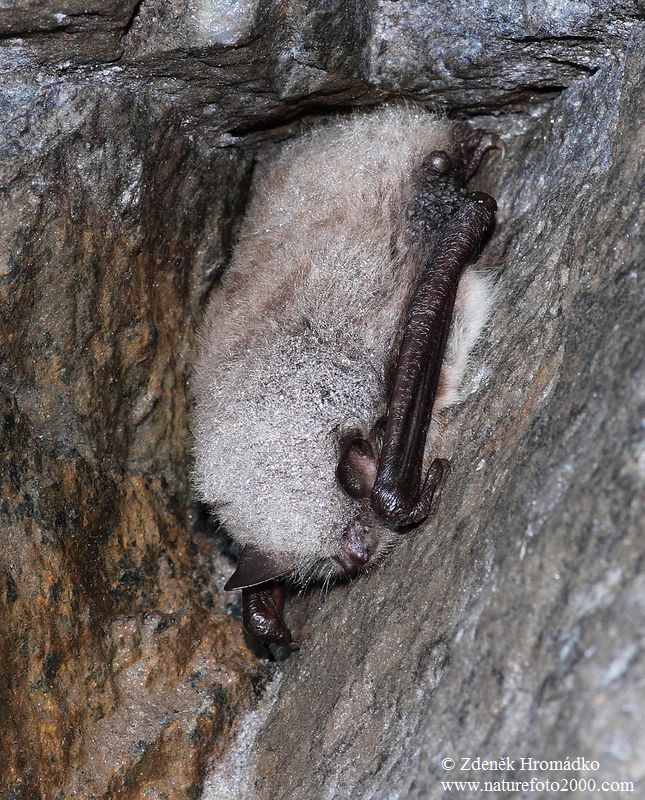 Daubenton's Bat, Myotis daubentonii, Vespertilionidae, Chiroptera (Mammals, Mammalia)